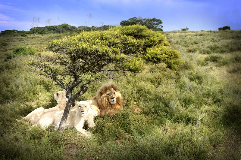 lions wait